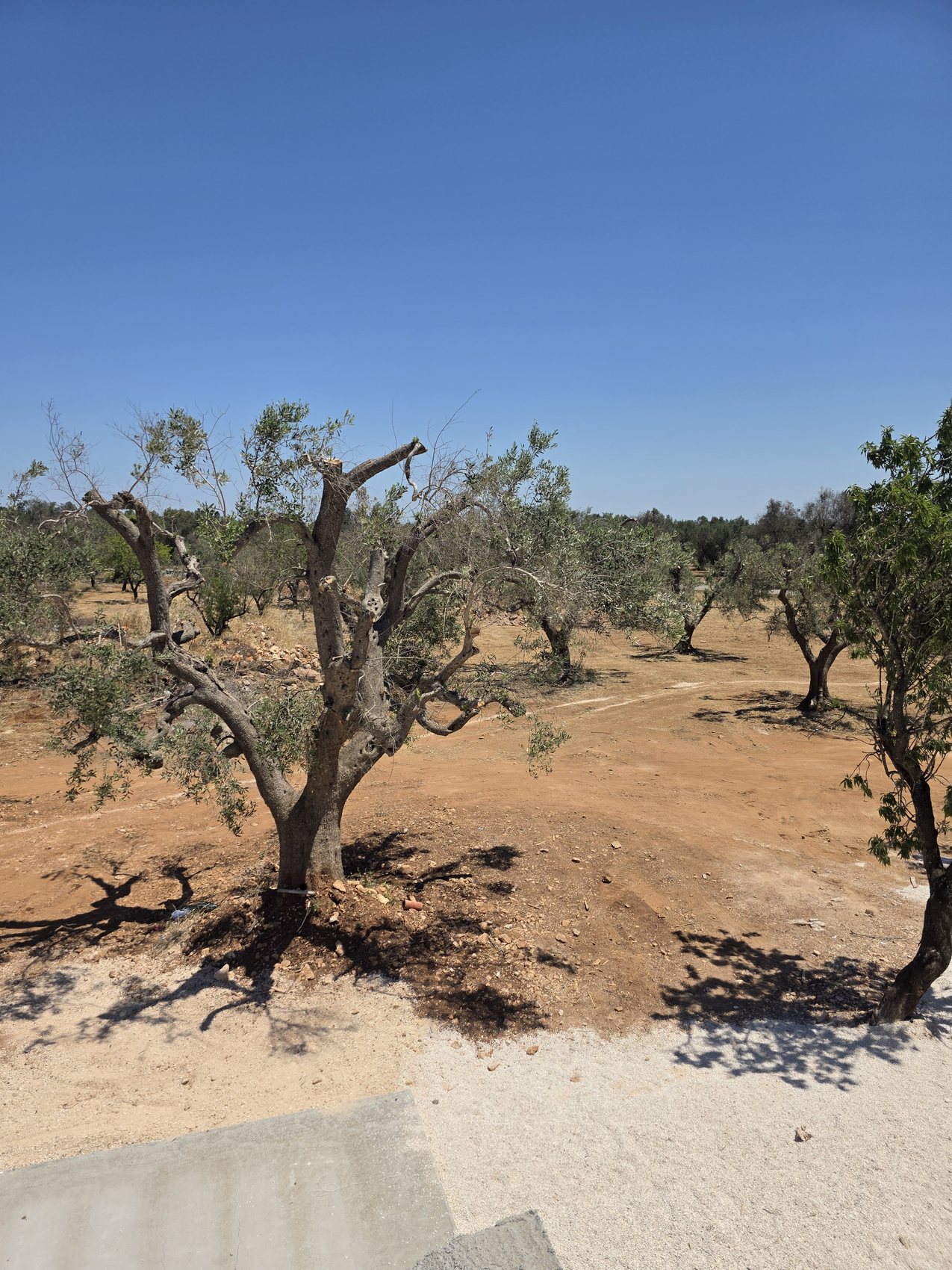 Un olivier centenaire à Casa Andrea — un tronc épais et noueux récemment taillé, planté dans la terre rouge, l'oliveraie s'étendant derrière sous un ciel clair, Pouilles.