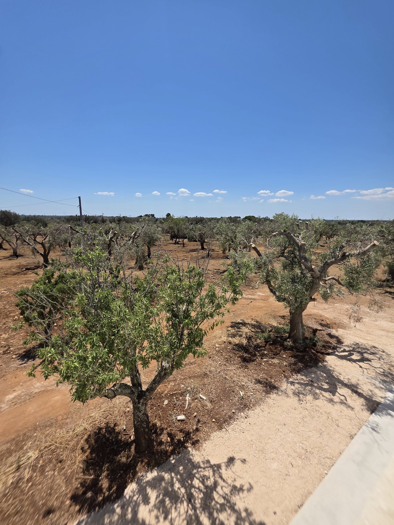 L'oliveraie autour de Casa Andrea — des rangées d'oliviers centenaires sur la terre rouge sous un vaste ciel bleu, Pouilles.