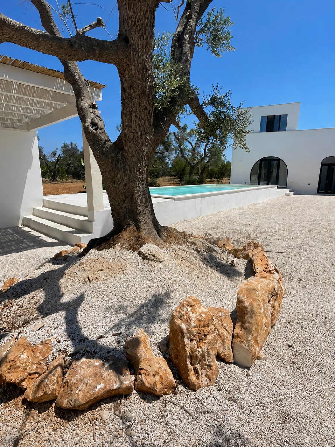 L'olivier centenaire de Casa Andrea cerné d'un cercle de pierres dorées sur le gravier clair, la villa blanche et ses fenêtres cintrées derrière, la piscine et l'oliveraie au-delà, ciel bleu, Pouilles.